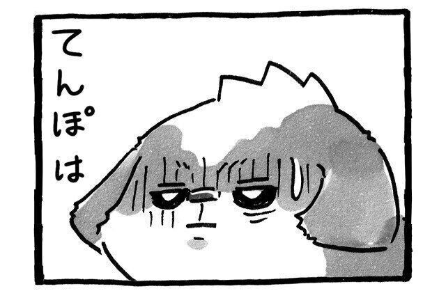 シーズー犬マンガてんぽshihtzu