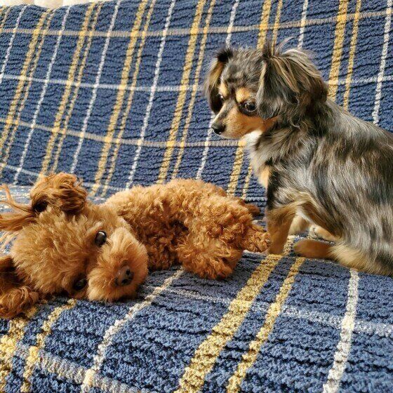 カワイイ犬たち