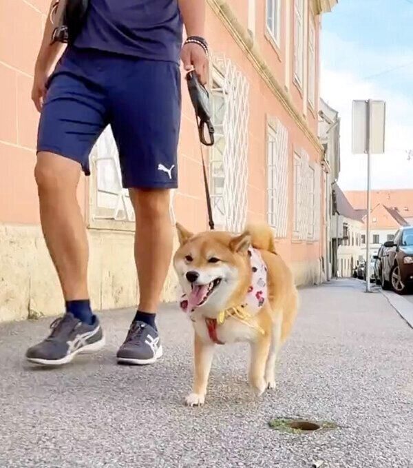 楽しくお散歩するももっぷちゃん