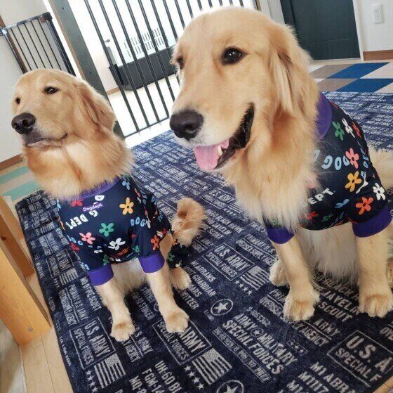 おそろいの服を着るゴールデン・レトリーバー