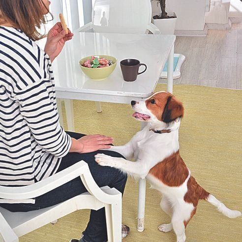 「吠えればもらえる」と覚えてしまうとその後が大変！