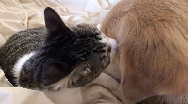 ゴールデン・レトリーバーと猫