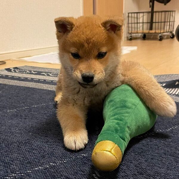 おもちゃに前足をかけるぼんたんくん