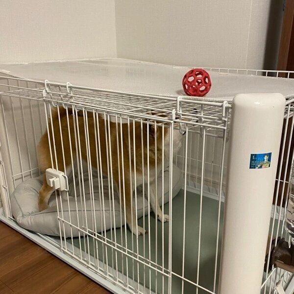 ケージの中に入ってみるひるねちゃん