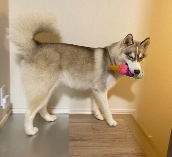 おもちゃをくわえるミルテちゃん