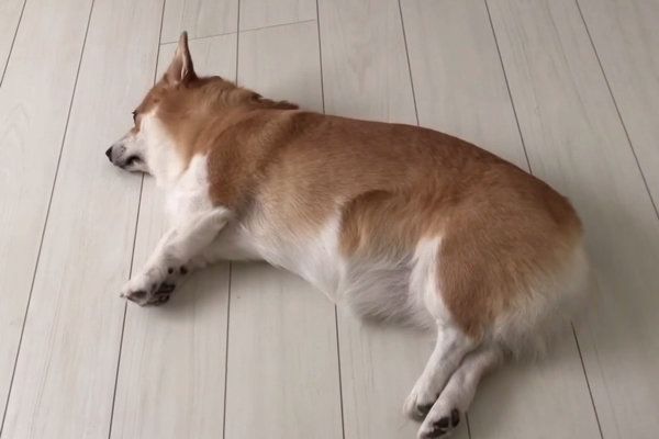 「お散歩」という言葉に反応してしまうコーギー