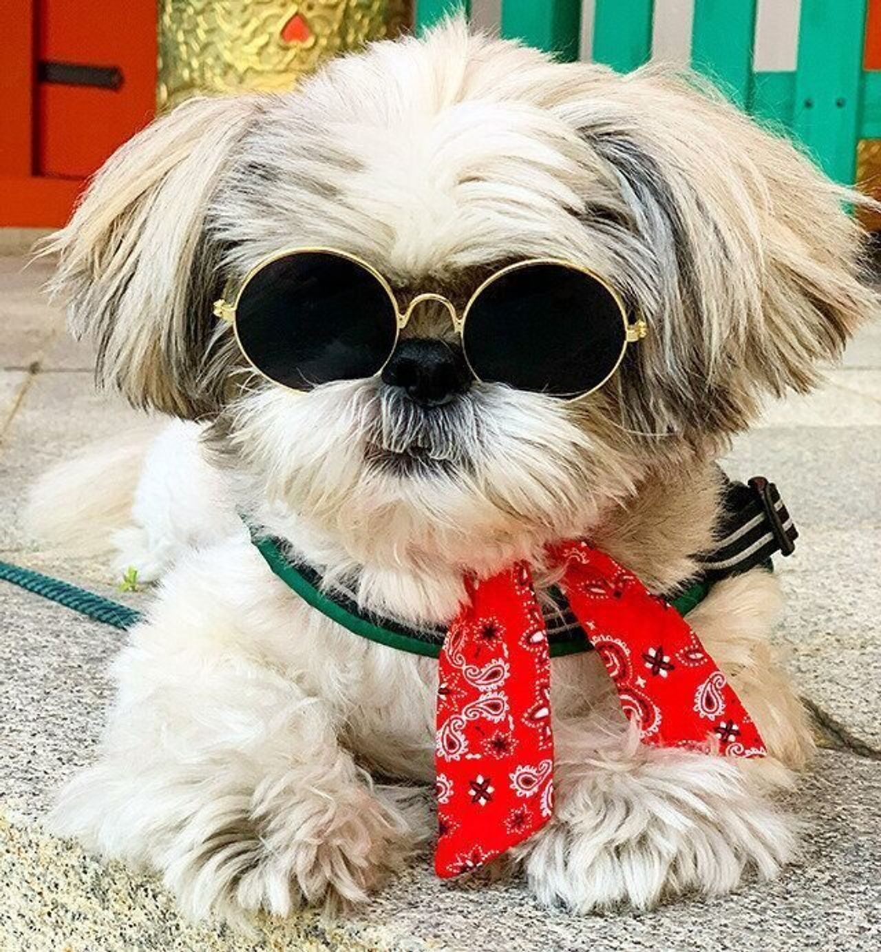 犬の十戒ならぬシーズーの十怪 知ってる 連載 シーズー犬のてんぽ 第103回 いぬのきもちweb Magazine 犬の十戒ならぬシーズーの十怪 知ってる 連載 シーズー犬のてんぽ 第103回 いぬのきもちweb Magazine