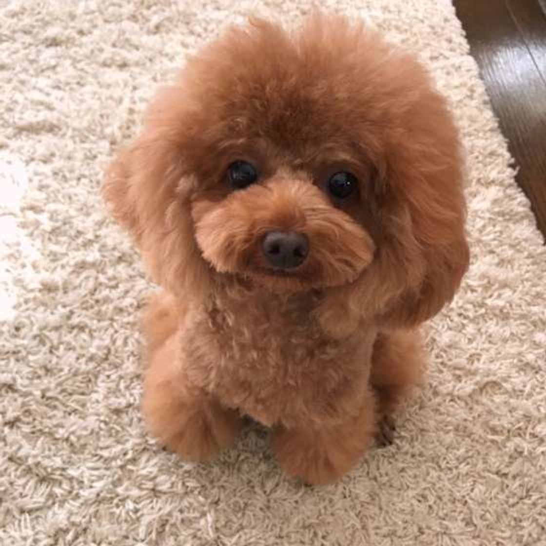 犬に噛まれたくないものを噛まれたとき すぐ取り上げる これって正解 いぬのきもちweb Magazine 犬に噛まれたくないものを噛まれたとき すぐ取り上げる これって正解 いぬのきもちweb Magazine