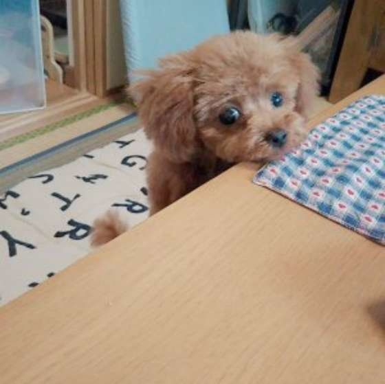 みつめるトイ・プードル