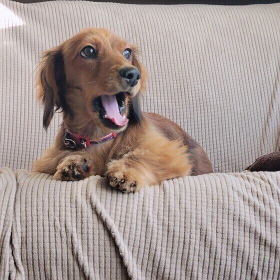 あくびをするロビンくん（ミニチュア・ダックスフンド）