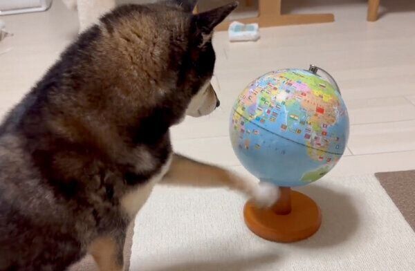 地球儀を回すあずきちゃん