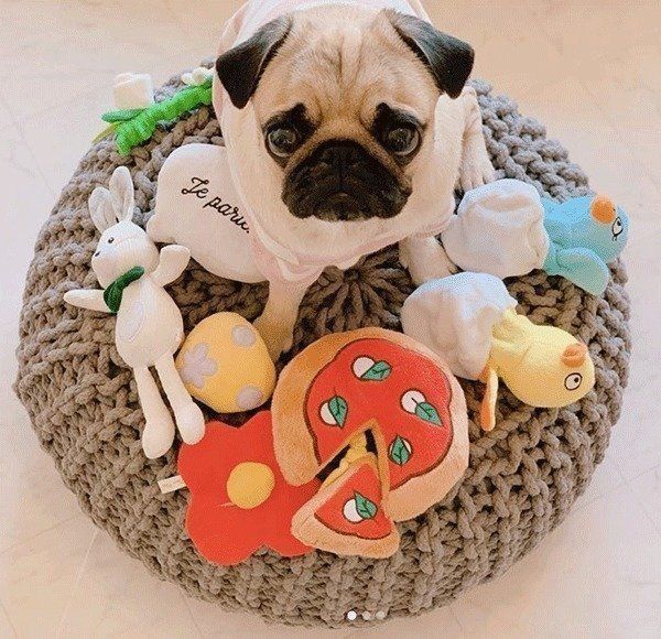 見上げるぱぐぞうくん