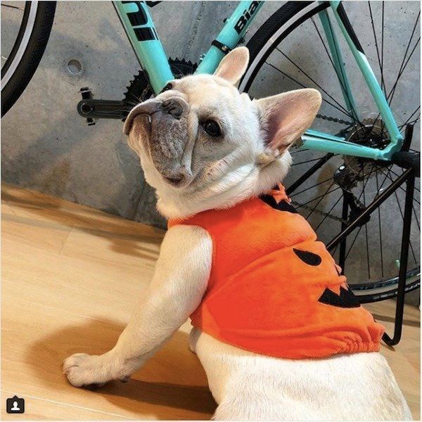 ワンコのハロウィン