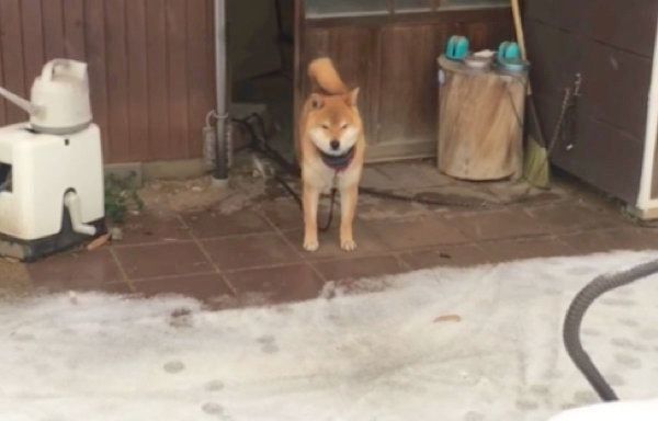 雪で滑る柴犬