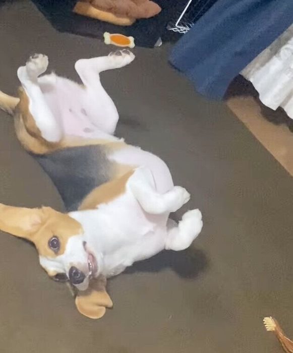 仰向けになり、クネクネして喜ぶルルちゃん