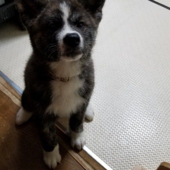 秋田犬のもなかちゃん