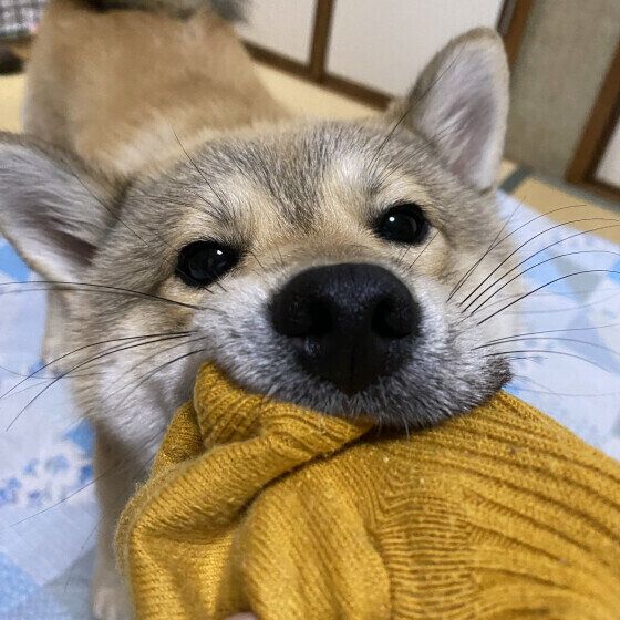 靴下をとったどー!犬が飼い主の靴下や靴を好む理由  いぬのきもち