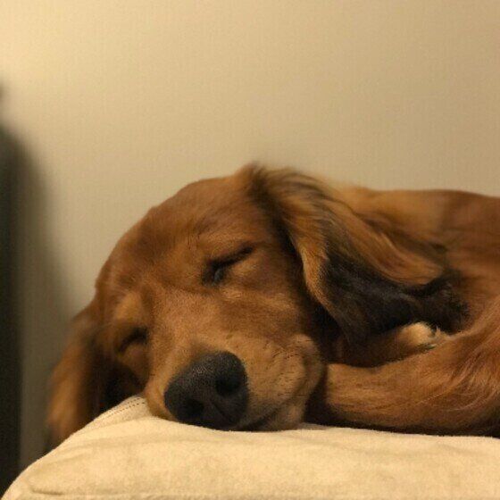 毛布に顔をつけてスヤスヤと眠っている茶色いミニチュア・ダックスフンドの寝顔アップ