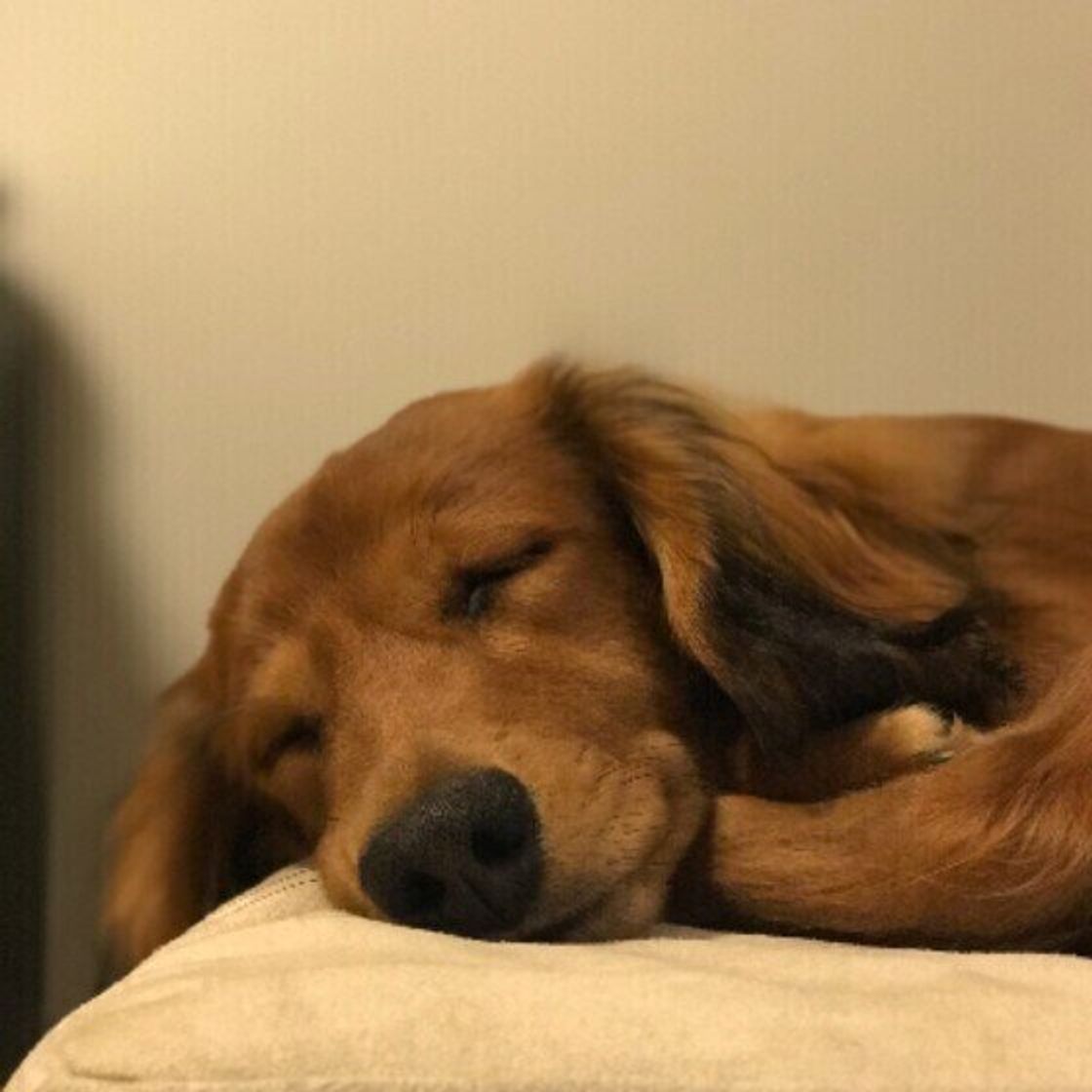 獣医師監修 犬に大根を与えても大丈夫 大根を食べるメリットと与え方を解説 いぬのきもちweb Magazine 獣医師監修 犬に大根を与えても大丈夫 大根を食べるメリットと与え方を解説 いぬのきもちweb Magazine