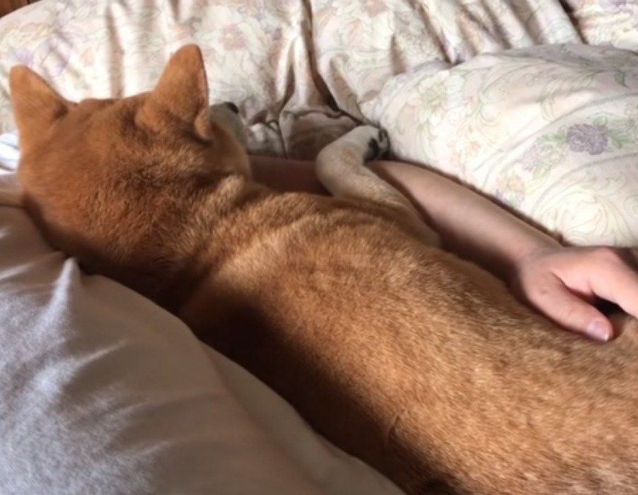 眠るパパと犬