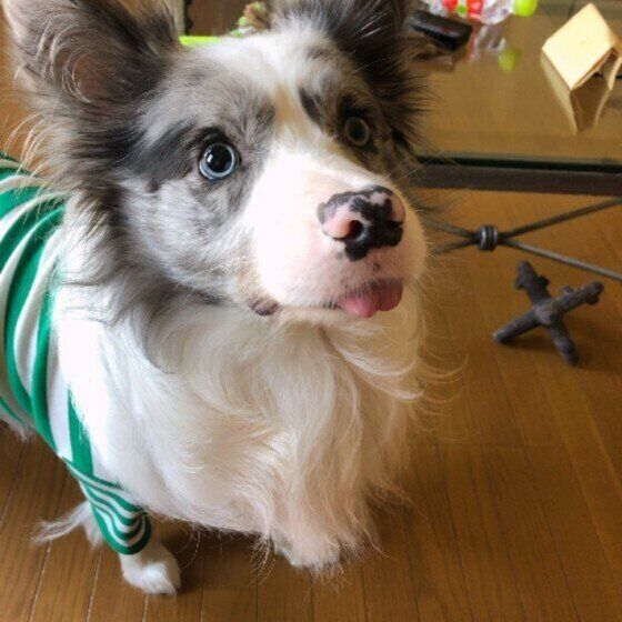 見つめるボーダー・コリー