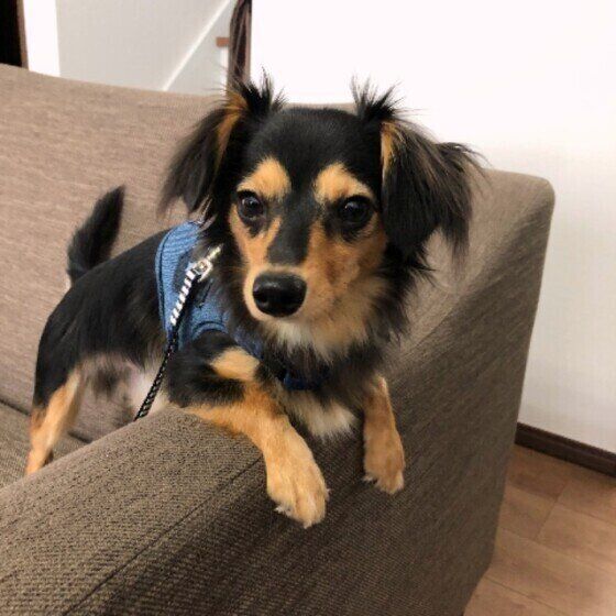 MIX　琥珀　ゴハン