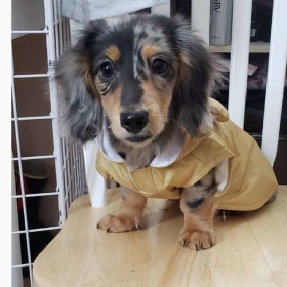 ミニチュア・ダックスフンド