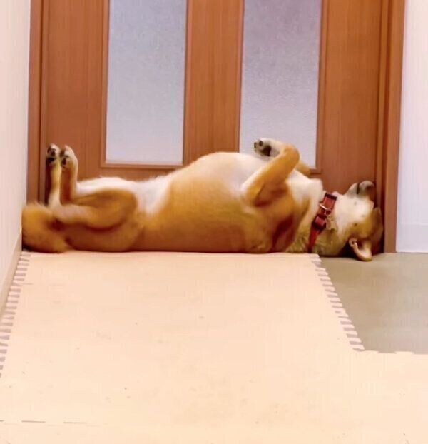 ドアにフィットする小春ちゃん