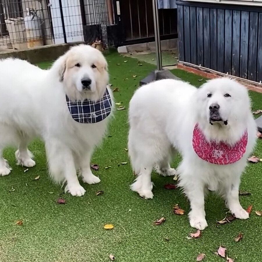 ガッカリしている2頭