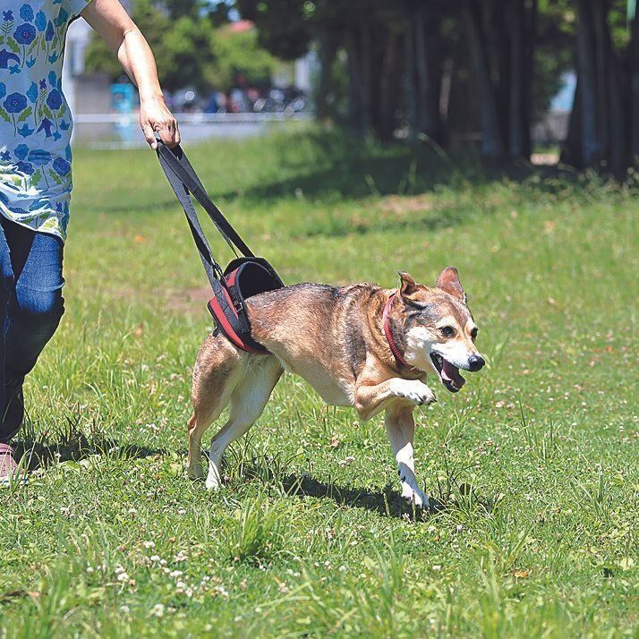 さんごちゃんは毎日、お気に入りの公園で散歩を楽しみます。今では、歩行補助のハーネスがあれば走れるくらいに回復しました