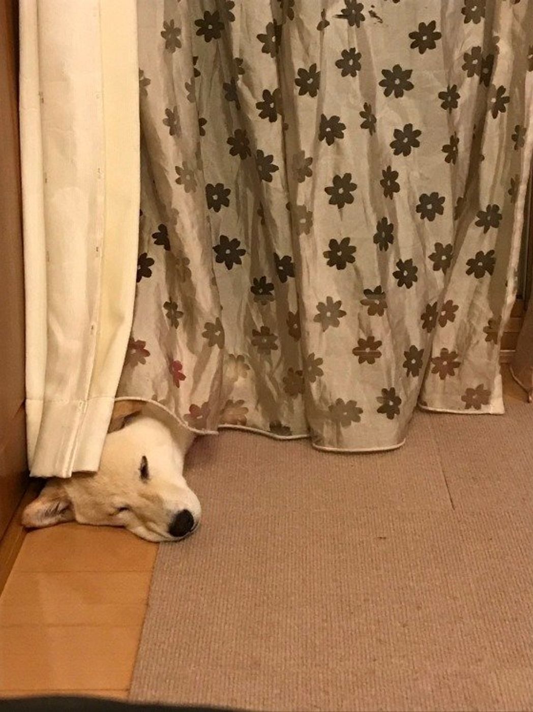 ぐっすり眠れているのかな 犬の寝姿 寝場所で 安眠度 チェック いぬのきもちweb Magazine ぐっすり眠れているのかな 犬の寝姿 寝場所で 安眠度 チェック いぬのきもちweb Magazine