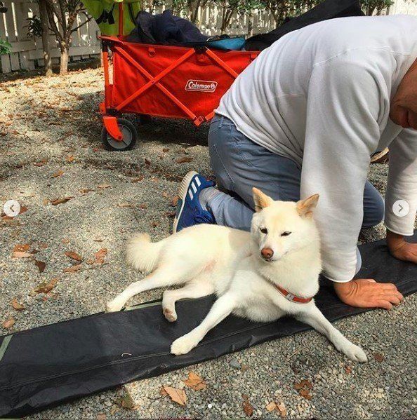 白柴るあなちゃん