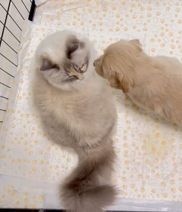 猫のお茶子ちゃんに寄っていく、つゆちゃん