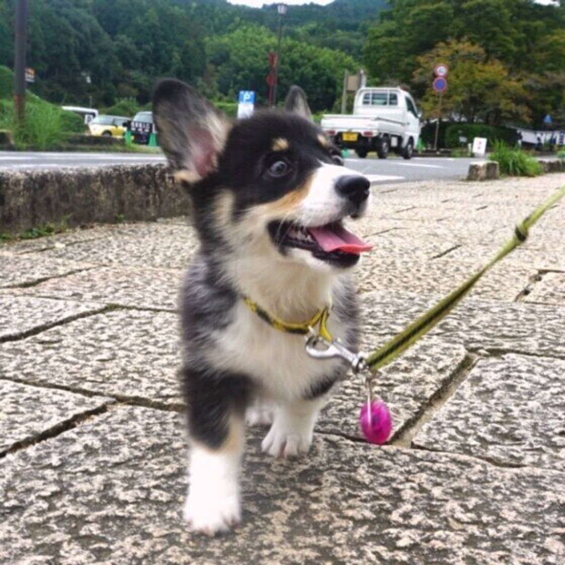 専門家監修 犬のしつけ いつ何から始める うまくいかない場合は いぬのきもちweb Magazine 専門家監修 犬のしつけ いつ何から始める うまくいかない場合は いぬのきもちweb Magazine