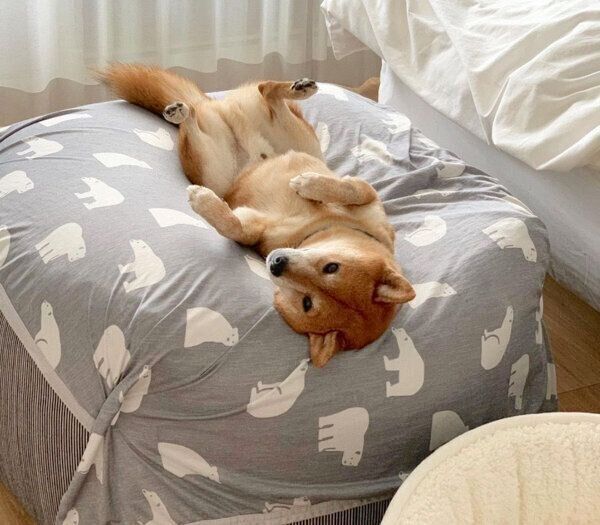 まったりするカンナくん