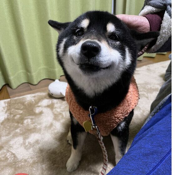 犬の顔つきが飼い方や生活環境で変わるってホント？ 犬の表情を豊かにさせたい場合の接し方とは いぬのきもち