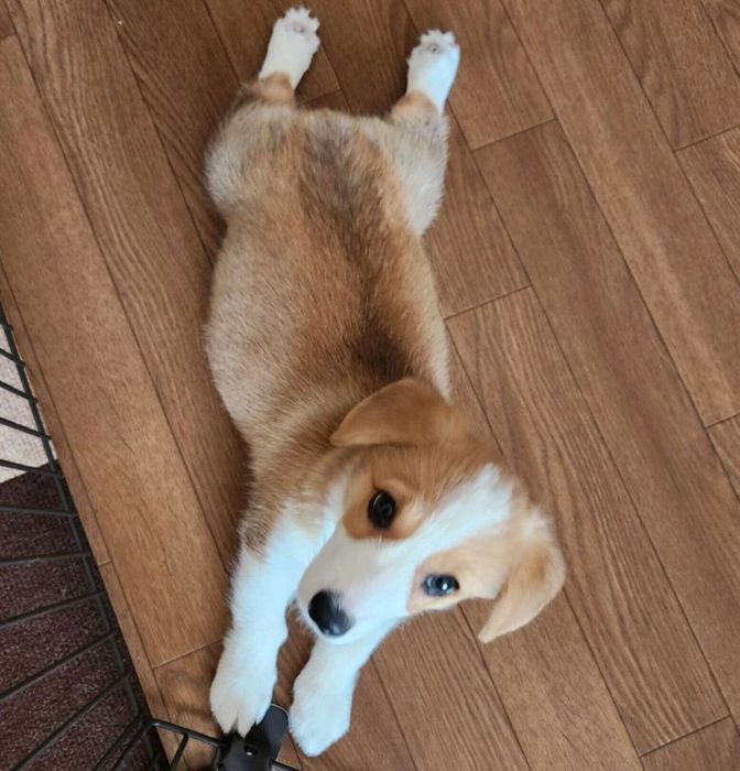 お迎えして約半月後のもなかちゃん