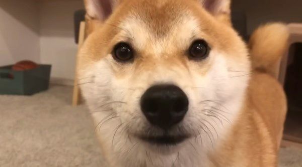 おかわりアピールをする柴犬