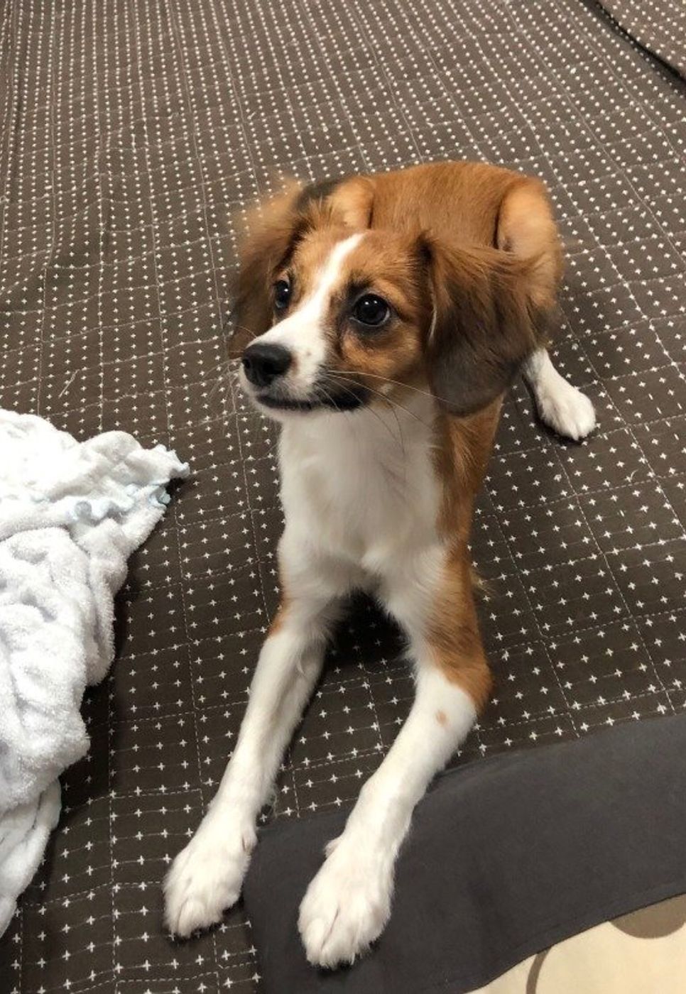 どうせ遊ぶなら 愛犬との信頼関係が深まる室内遊びを いぬのきもちweb Magazine どうせ遊ぶなら 愛犬との信頼関係が深まる室内遊びを いぬのきもちweb Magazine