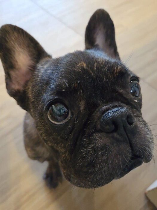 「お仕事行かないで」と飼い主さんを見つめるフレンチ・ブルドッグ