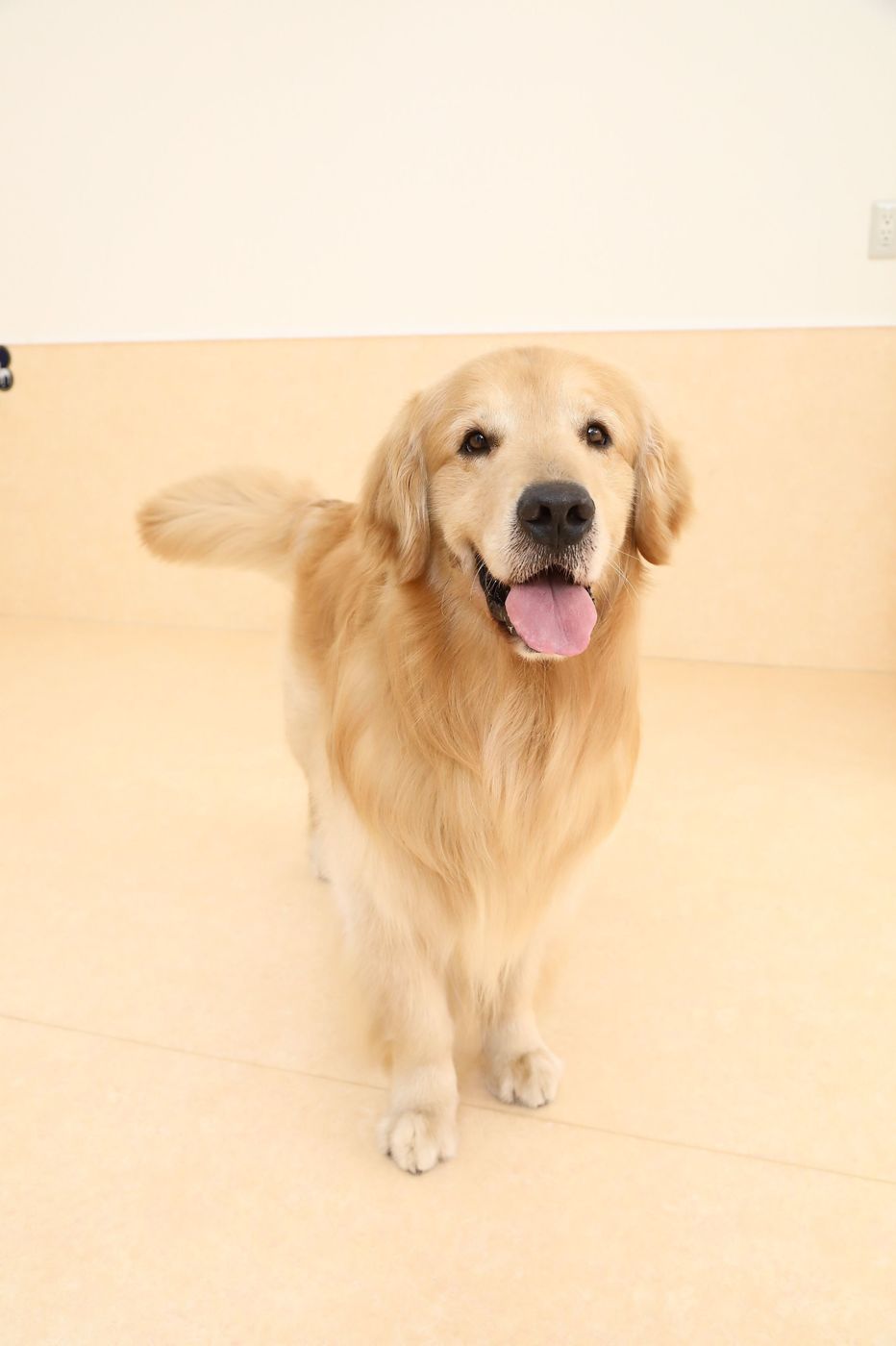 なぜか犬に好かれる 犬たらし の条件 あなたはいくつ当てはまる いぬのきもちweb Magazine なぜか犬に好かれる 犬たらし の条件 あなたはいくつ当てはまる いぬのきもちweb Magazine