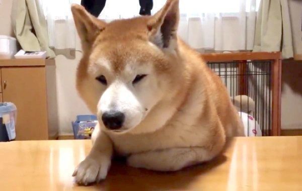 見つめるロペさん