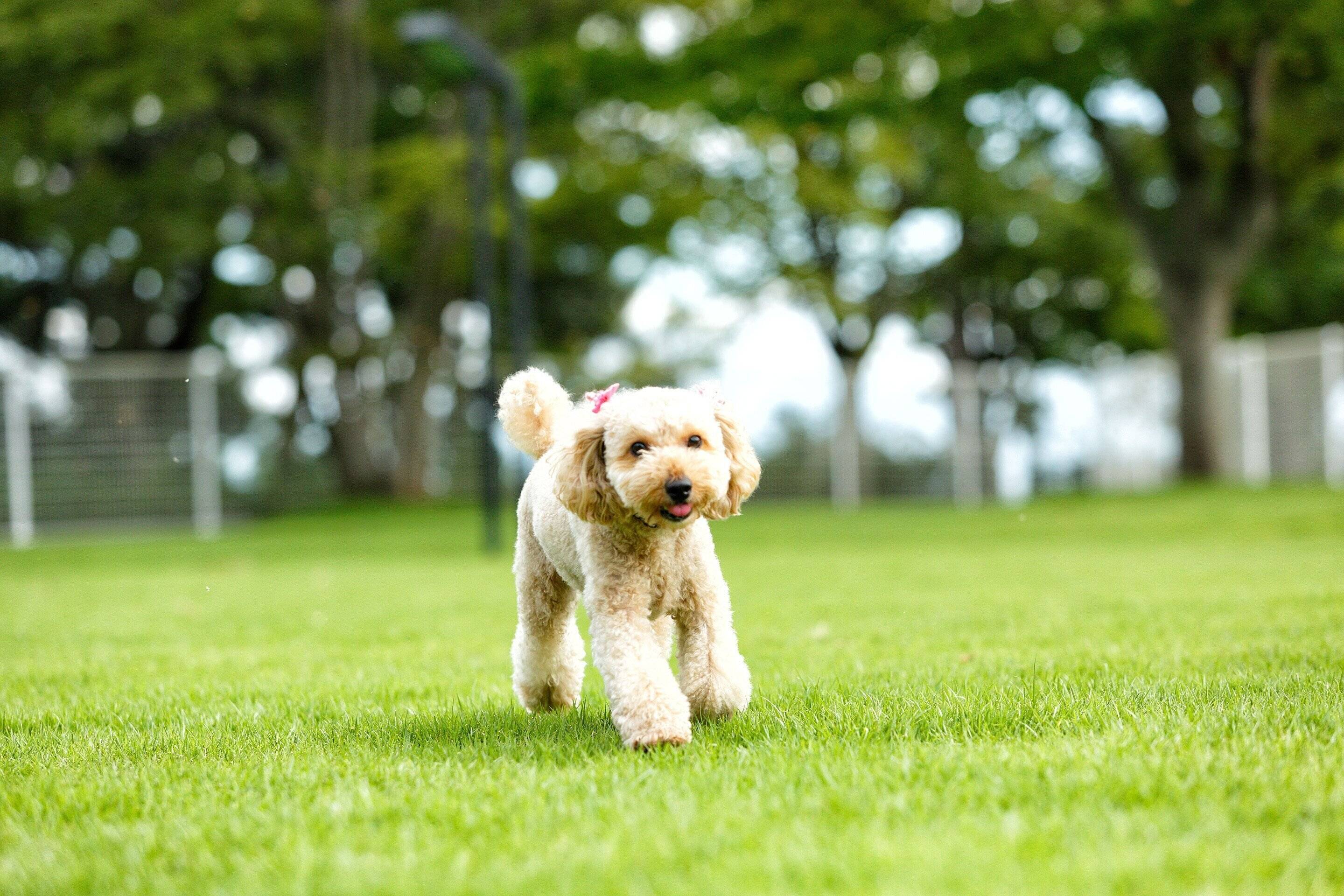 芝生の上を走るトイプードル