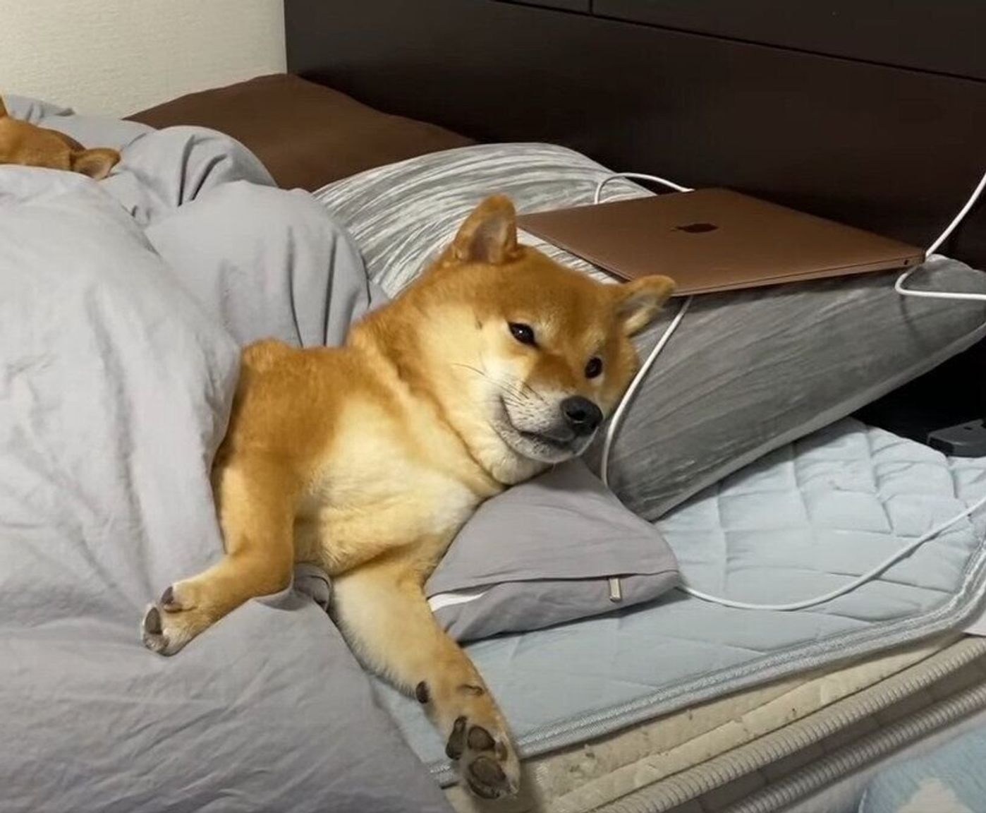 マクラを上手に使って眠りにつく柴犬 人間顔負けの寝方を見せる いぬのきもちweb Magazine マクラを上手に使って眠りにつく柴犬 人間顔負けの寝方を見せる いぬのきもちweb Magazine