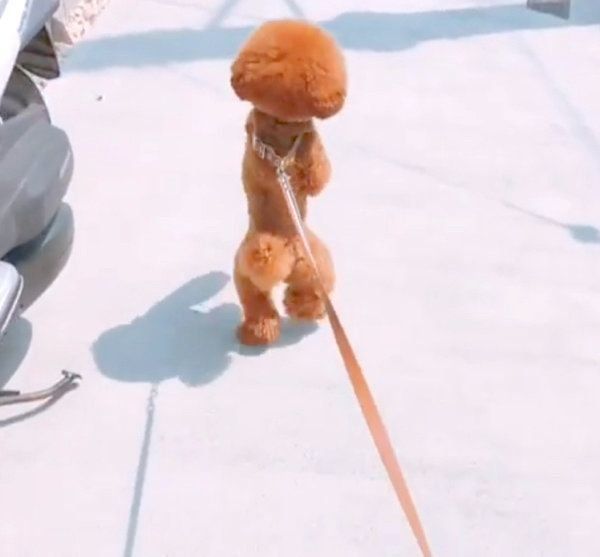 2足歩行をするトイ・プードル