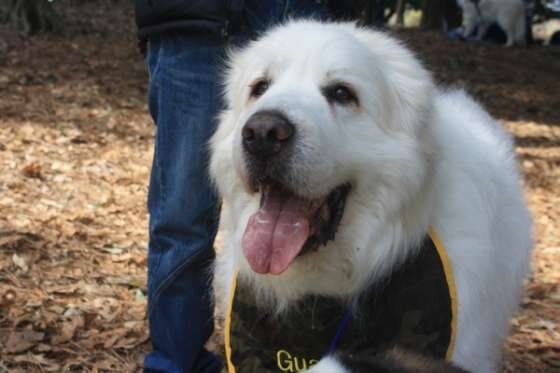 ガーディアンちゃん