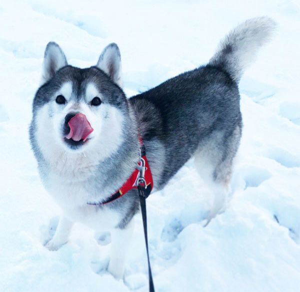 シベリアン・ハスキーの文太くん