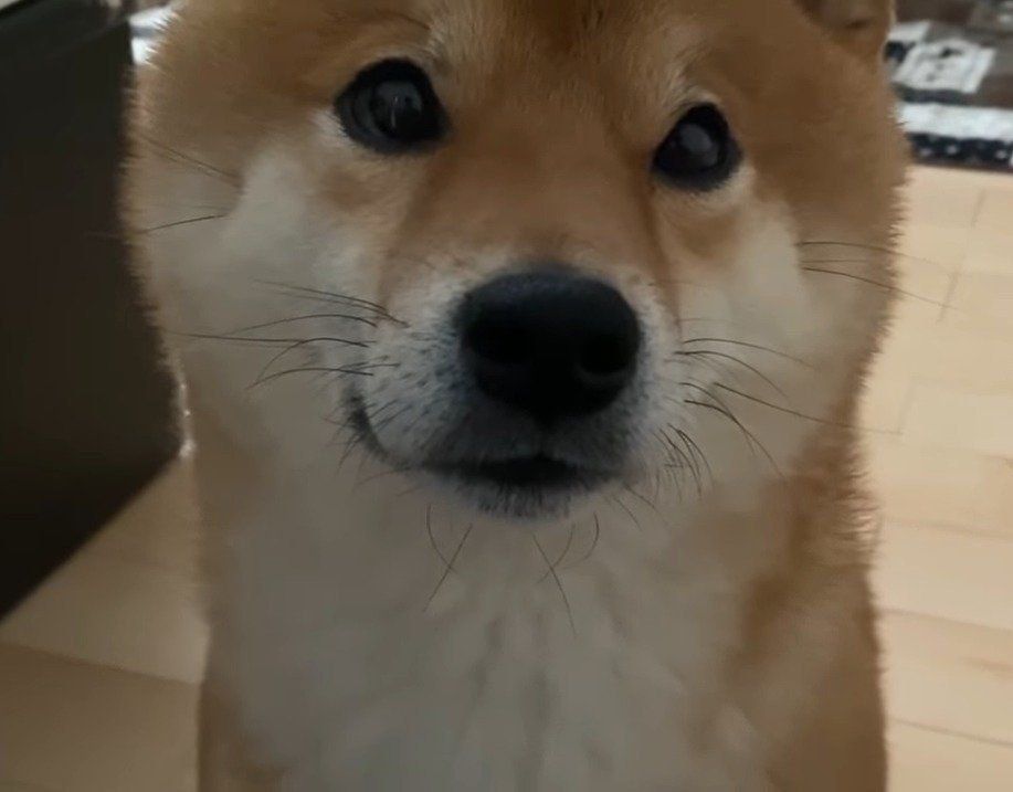 かわいい犬