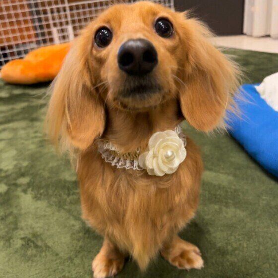 緑色のじゅうたんの上に座り、上を見ている茶色のミニチュア・ダックスフンド