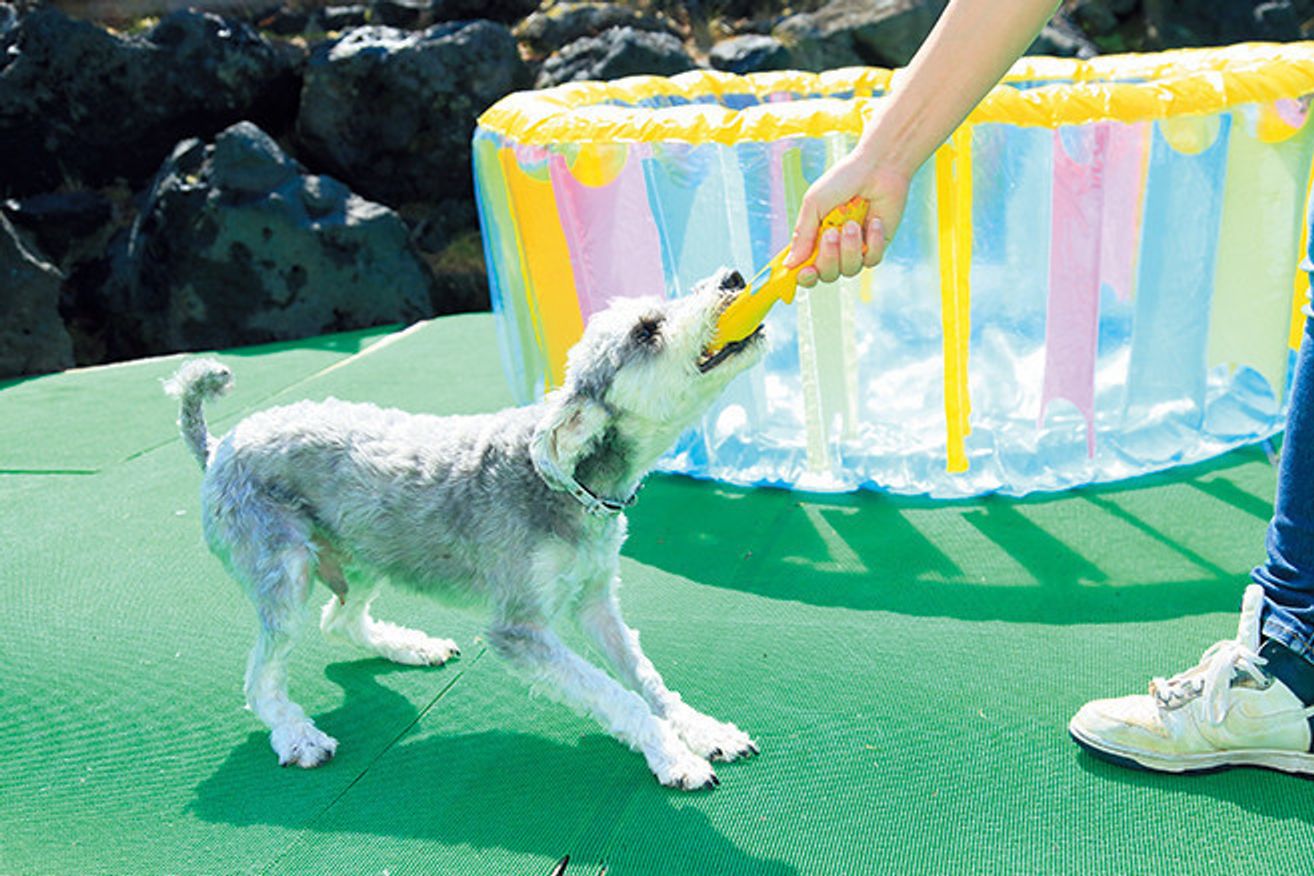 夏を楽しみたい でも愛犬にとってはストレスかも 怖がりワンコの慣らし方 いぬのきもちweb Magazine 夏を楽しみたい でも愛犬にとってはストレスかも 怖がりワンコの慣らし方 いぬのきもちweb Magazine